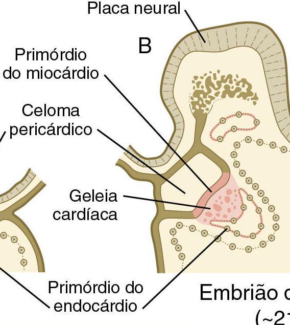 Diferenciação dos tipos celulares na mesoderme cardiogênica (Músculo cardíado) (cavidade onde