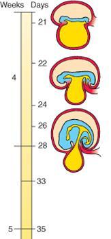 1. Dobramento do embrião: tubo dentro de um tubo No início da 4ª semana o embrião é um disco trilaminar Início do dobramento