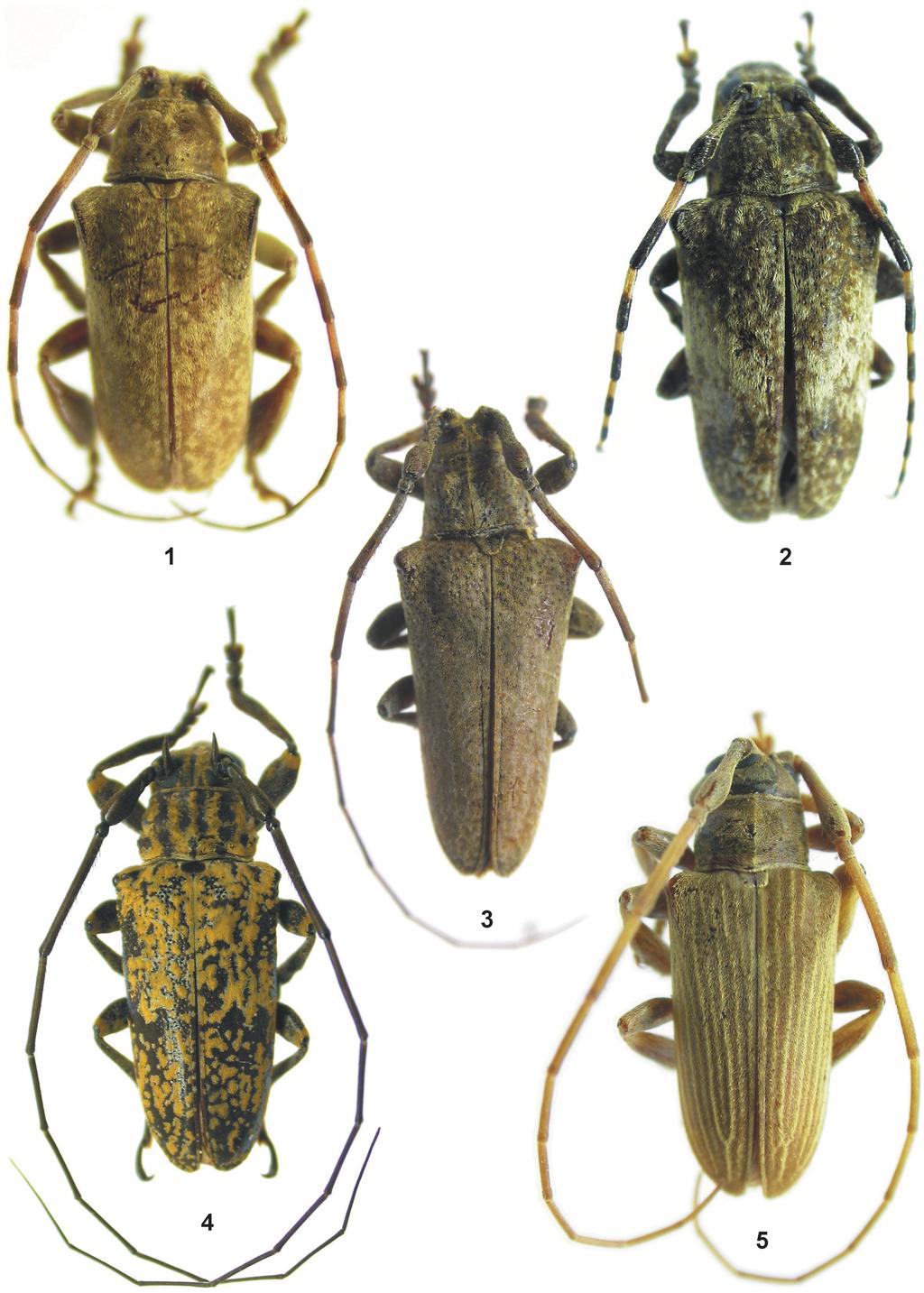Papéis Avulsos de Zoologia, 49(13), 2009 153 Figuras 1 5: Habitus. 1. Tulcoides tibialis sp. nov., holótipo macho, comprimento 9,0 mm; 2. Tulcus diaphorus sp. nov., holótipo macho, comprimento 11,0 mm; 3.
