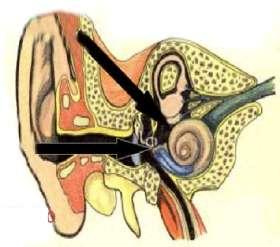 Urechea interioară transforma undele sonore în semnale, informaţii