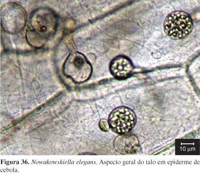Chytridiomycota Micélio contínuo (cenocítico) ausente ou pouco desenvolvido; Estrutura de reprodução