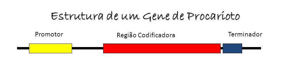 gene Terminador: sequência nucleotídica que determina o desligamento da RNA Polimerase