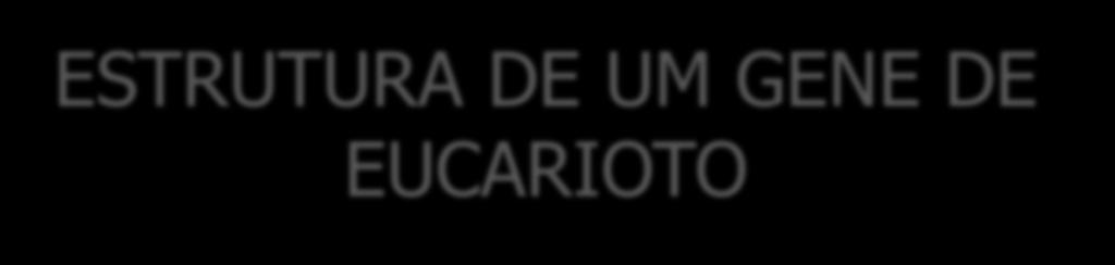 RNA DNA ESTRUTURA DE UM GENE DE EUCARIOTO Promotor Região