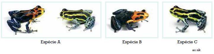 03) (UERJ 2016 discursiva) As imagens acima mostram três espécies de rãs venenosas encontradas na América do Sul, que se caracterizam por suas cores vivas.