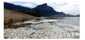 08) (UNESP 2017 discursiva) Desde a escolha do Rio de Janeiro para sede dos Jogos Olímpicos e Paraolímpicos de 2016, inúmeras reportagens sobre a qualidade das águas da Baía de Guanabara e da Lagoa