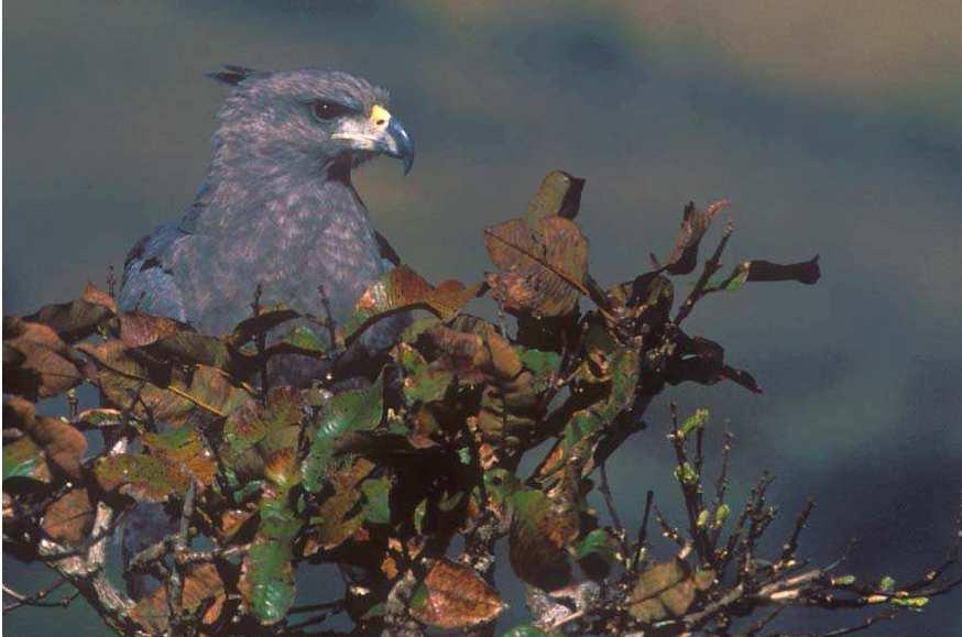 Monitoramento da fauna e avifauna (conhecimento das aves e fauna da região) Atendimento a