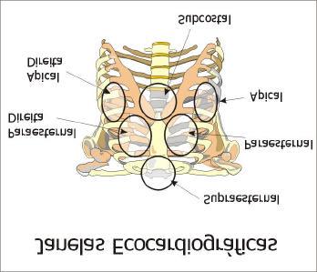 f- Janela apical direita: região localizada junto ao ictus cordis, nos raros casos em que este pode ser palpado no lado direito do tórax.