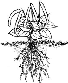 170 O que significa fixação biológica do nitrogênio? Fixação biológica do nitrogênio (FBN) é um processo natural que ocorre pela associação simbiótica entre plantas e microrganismos do solo.