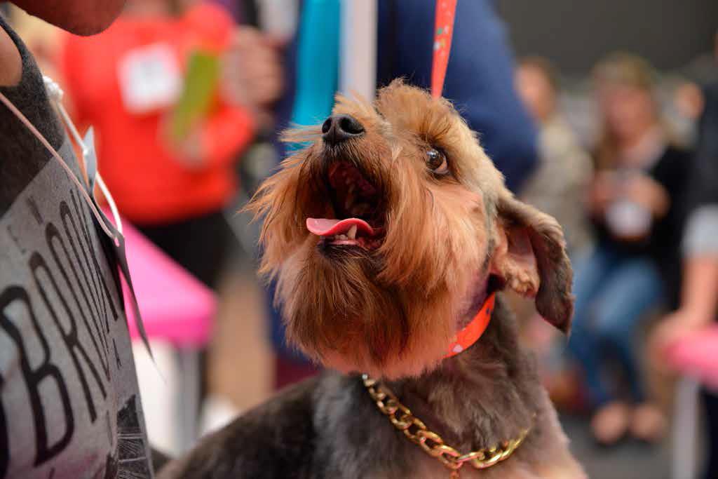 mercado pet sul RS + SC + PR A região é a segunda maior em população de cachorros e peixes ornamentais.