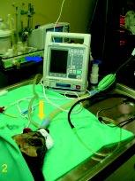 O 2 ) e velocidade do volume de reposição de fluidos (Fluído) durante o decorrer do procedimento anestésico.