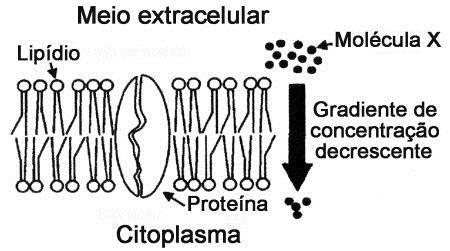 43. (UFPR) A seguir, pode-se observar a representação esquemática de uma membrana plasmática celular e de um gradiente de concentração de uma pequena molécula X ao longo dessa membrana.
