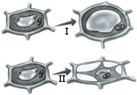 20. (UNIFOR) Cada esquema a seguir representa uma célula vegetal antes e depois de ter sido mergulhada em uma solução.