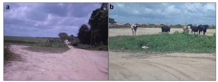 115 Figura 59 (a) Estradas não pavimentadas e cultivo da cana-de-açúcar; (b) Atividade pecuária. Fontes: Acervo pessoal, 2010. De acordo com a descrição de Faria e Cavalcanti (2009, p.