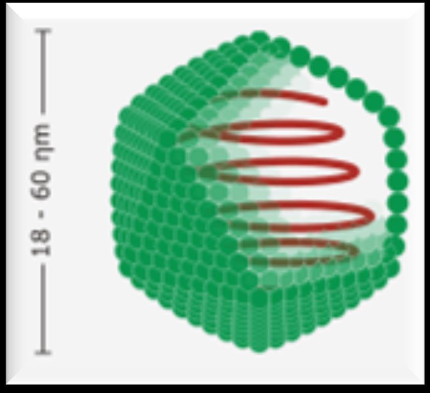 19 Estruturas de partículas virais