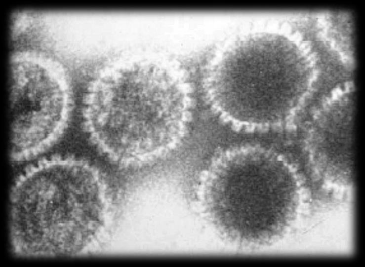 Vírus icosaédricos envelopados possuem material genético formado por dsdna, dsrna, ou (+)ssrna. As partículas virais destes vírus possuem diâmetro que varia de 42 a 200ηm.