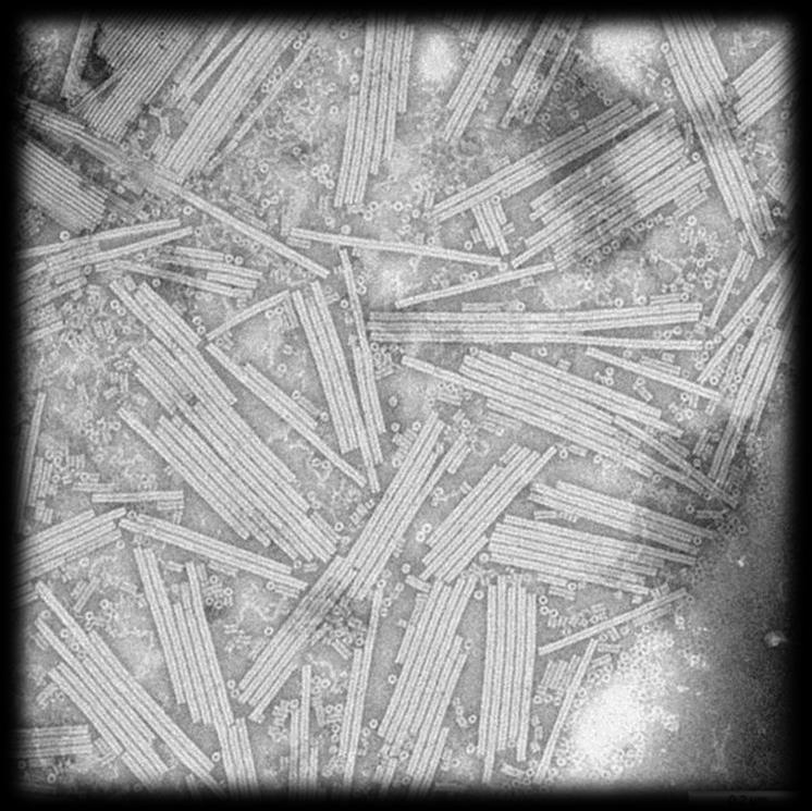 24 Partículas virais helicoidais não-envelopadas são mais comuns entre vírus que infectam plantas, os quais possuem genoma de ssrna.