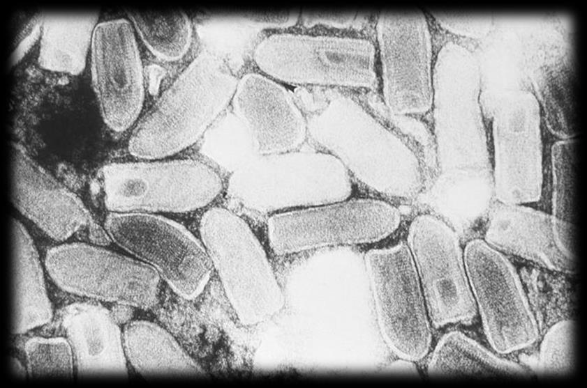 Existem exemplos de vírus com esta conformação que contém material genético composto por dsdna e (+)ssrna.