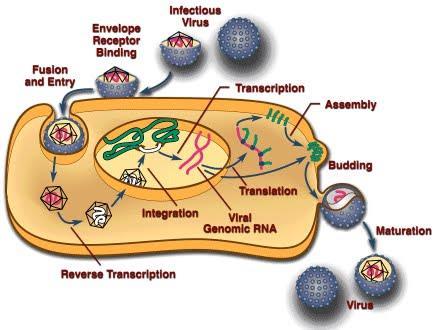 Necessitam que a transcriptase reversa transforme o RNA em DNA para então começar a replicação.