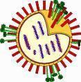 Estrutura de um vírion: Envelope: Camada bilipídica Glicoproteínas que projetam para o exterior (peplômeros) Derivado de membranas