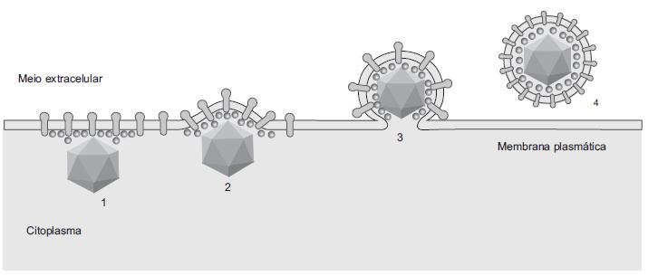 6. Liberação de vírus