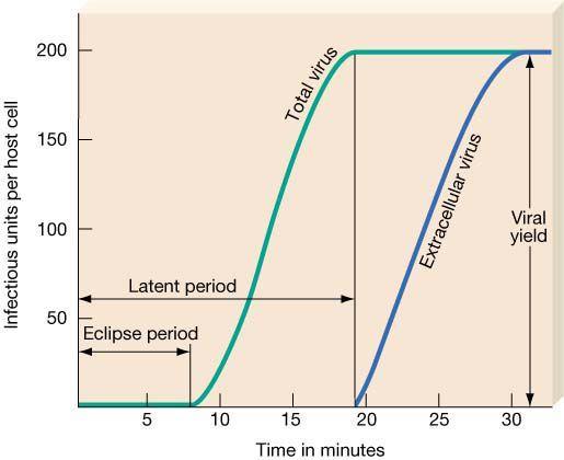 Curva de crescimento dos vírus: one-step growth curve Período de eclipse: