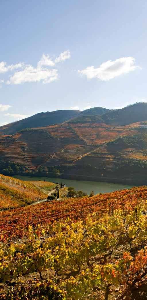 Douro PATRIMÓNIO DA HUMANIDADE No Douro, o grupo é detentor da