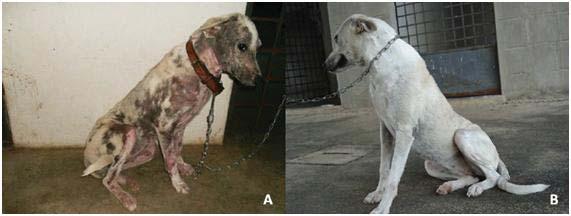 Tabela. Avaliação clínica e parasitológica de cães com demodiciose generalizada juvenil tratados utilizando a cianobactéria spirulina associado (GS) e não associada ao amitraz (GC).