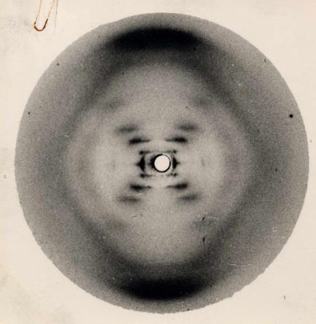 Rosalind Franklin Estrutura B No final de 1952, Rosy obtêm evidências de que o DNA de fato