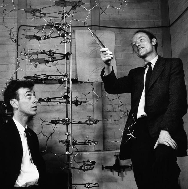 Watson e Crick vencem a corrida Estava elucidada a estrutura do