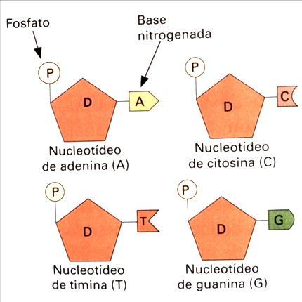 Ligação fosfodiéster DNA