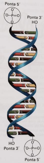 Extremidade 5 = Fosfato (PO 4 ) DNA: estrutura tridimensional Duas fitas enroladas, complementares entre si e invertidas Cada fita: composta por