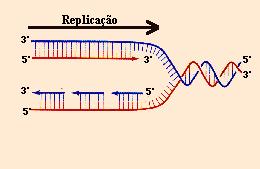 DNA : DUPLICAÇÃO Origem de Replicação: regiões ricas em AT = início da replicação DNA polimerase: requer primers para iniciar
