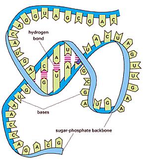 RNA : ESTRUTURA Fita