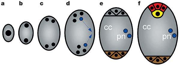 Desenvolvimento do gametófito de Amborella a d, A series of three free-nuclear mitoses yields an eight-nucleate syncytium (d).