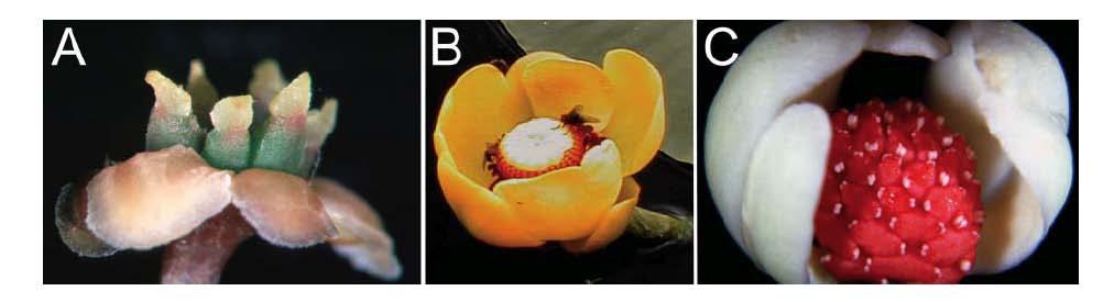 Flores de angiospérmicas ancestrais A - flor carpelar, Amborella trichopoda; B - flôr hermafrodita; Nuphar