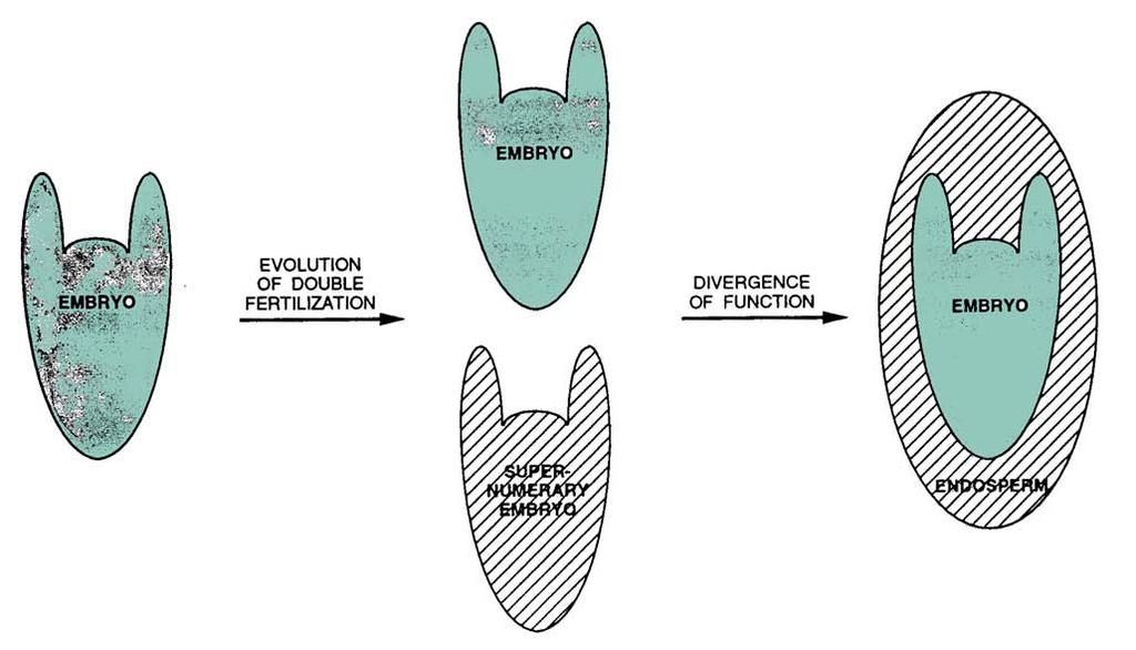 Evolução do endosperma e do síndroma reprodutivo gametófito Non-/to