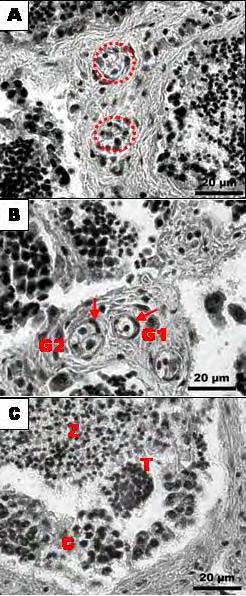 Resultados 34 FIGURA 10: Fotomicrografias de secções de testículos de S. hilarii coletados no rio Sorocaba, SP: A) Região intersticial de túbulo com células de Leydig (círculos vazados).