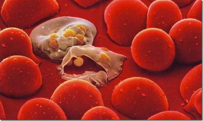 As células do sistema imune (SI) inato e adaptativo estão presentes como: - células circulantes no sangue e na linfa; - aglomerados anatomicamente definidos nos órgãos linfóides; - distribuídos