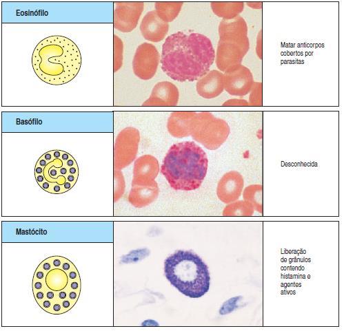 Granulócitos (Eosinófilos,Basófilos e Mastócitos) Matar parasitas cobertos por anticorpos - Presentes nos tecidos (mastócitos) e sangue (eosinófilos); - Grânulos com citocinas e histamina; -