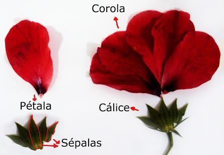 perianto): flores nuas Haploclamídeas (perianto simples): com um só