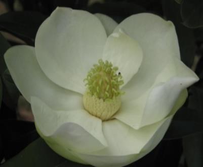 ) Flor hemicíclica de (Ranunculus spp.