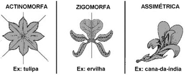 UC de BOTÂNICA & ZOOLOGIA Inflorescência, Flor e Fruto Flor quanto ao eixo de Simetria: Flores actinomórficas ou