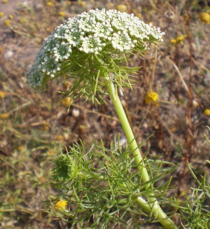 1. Inflorescência as flores