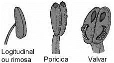 monadelfos (estames unidos pelo filete e anteras livres ex: malva) diadelfos (1 estame livre e outros 9 unidos - ex: ervilhaca)