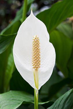 Araceae jarro