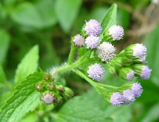 mesmo verticilo sob cada flor terminal,