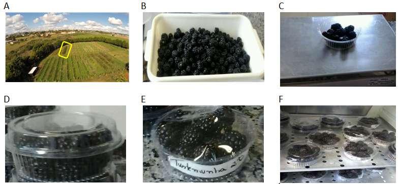 Figura 1 - Figura 1 - Montagem de experimento com amoreira-preta colhida. A - Área experimental. B - Estádio de maturação dos frutos colhidos. C- Pesagem dos frutos.