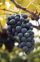 BRS Rúbea BRS Rúbea é uma alternativa para, em cortes de 5% a 15%, aprimorar a qualidade do suco de uva elaborado com as cultivares Isabel e Concord.