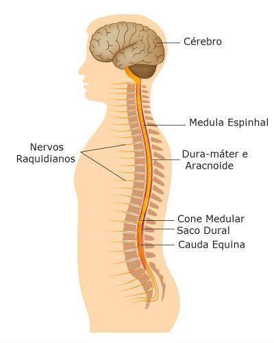 Sistema nervoso central A medula espinhal, além de ser uma estrada por onde as