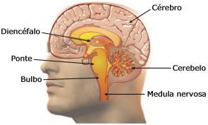 Sistema nervoso central Formado